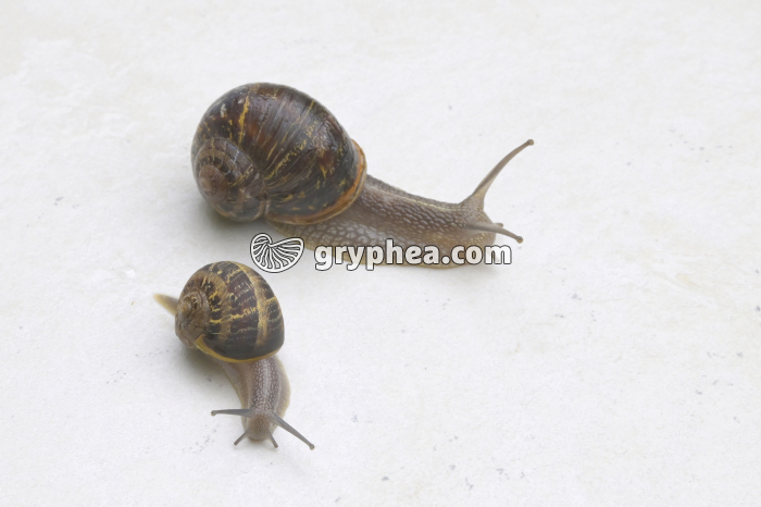Escargot jeune et adulte (Helix aspersa) - gryphea.org